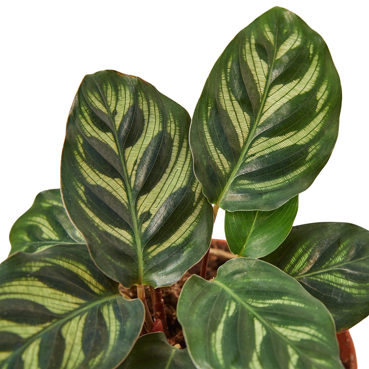 Calathea 'Makoyana' — Pot Options