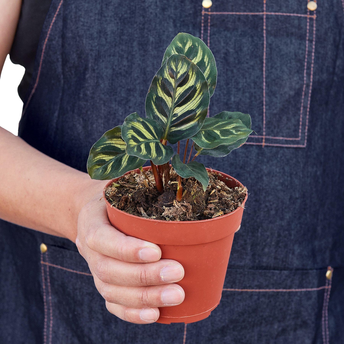 Calathea 'Makoyana' — Pot Options
