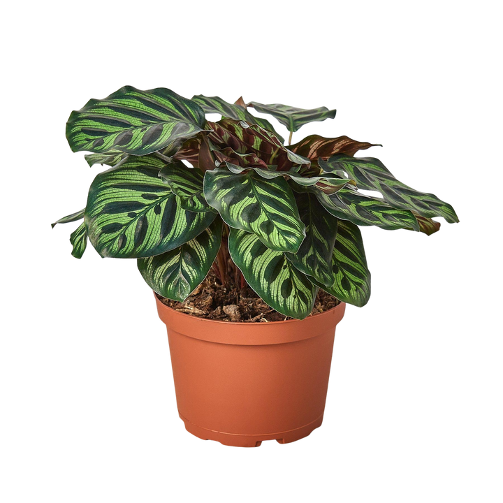 Calathea 'Makoyana' — Pot Options