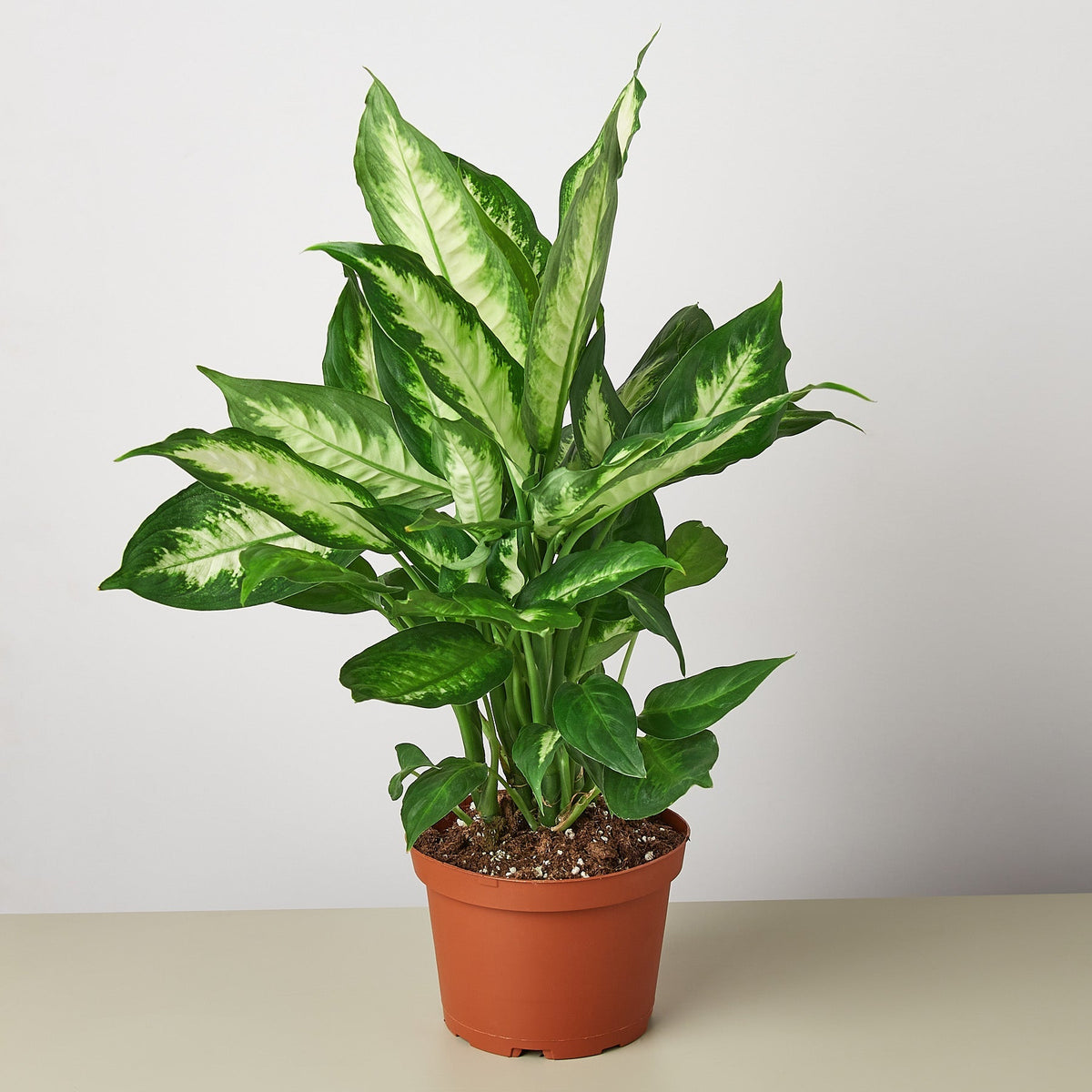 Dieffenbachia Camille 'Dumb Cane'