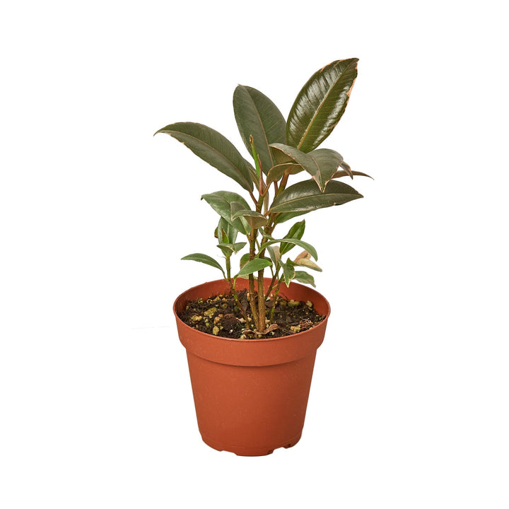 Ficus elastica ‘Tineke’ — 4-inch nursery pot