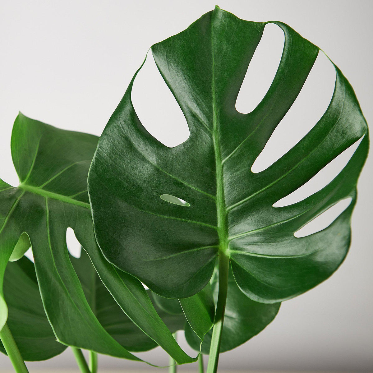 Philodendron Monstera 'Split-Leaf'