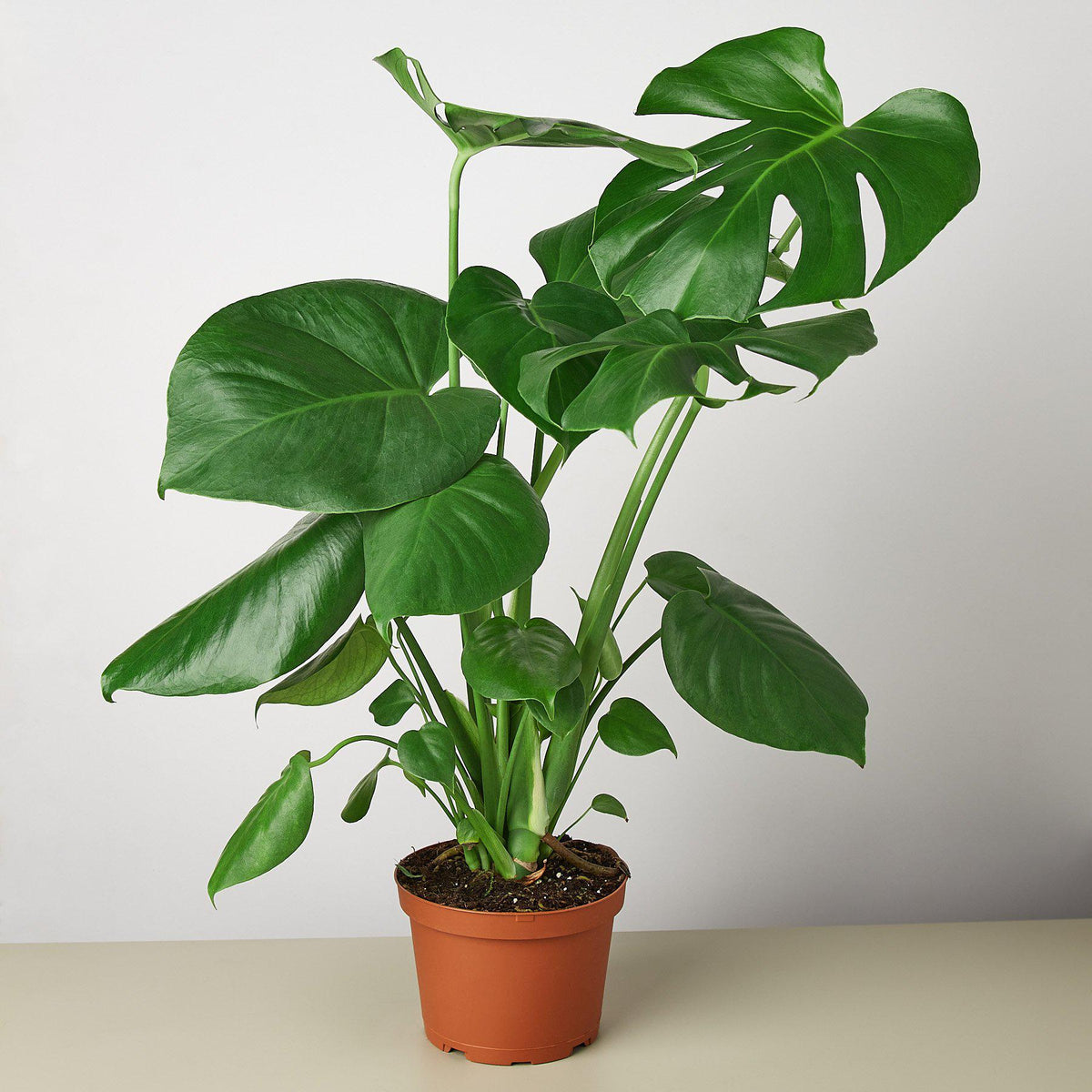 Philodendron Monstera 'Split-Leaf'