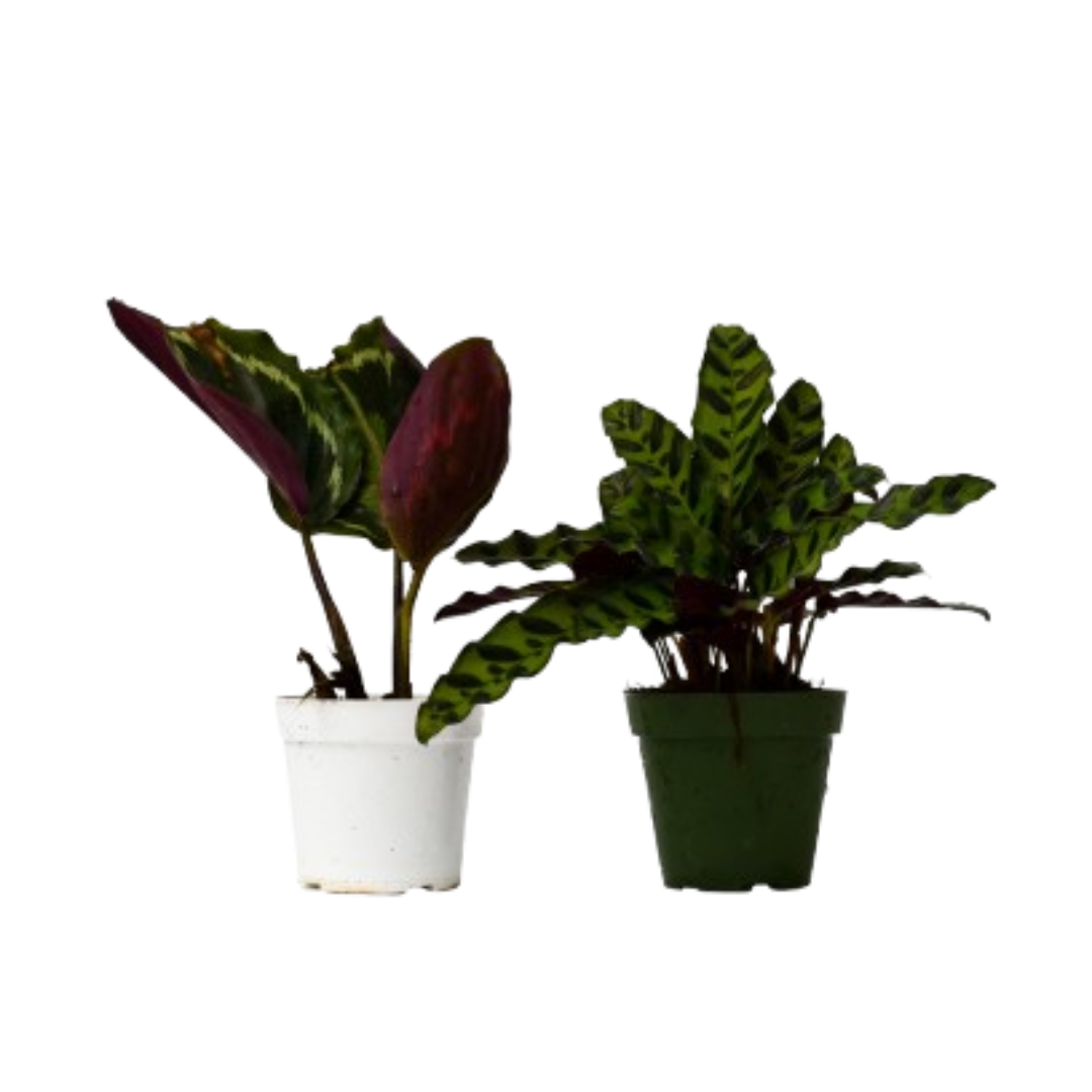 2 Calathea Plants Variety Pack in 4" Pots