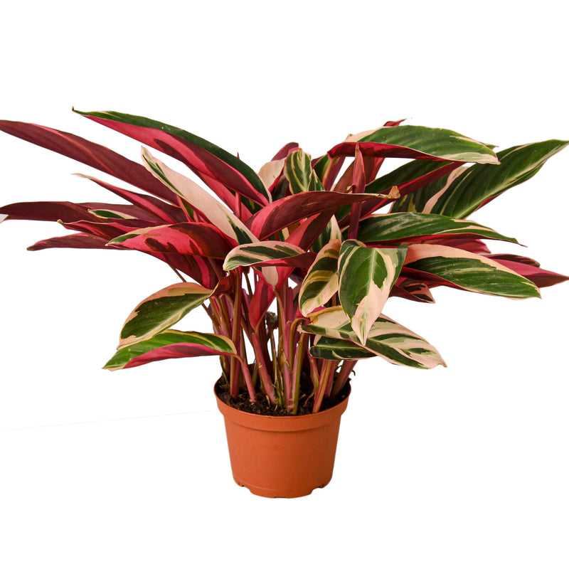 Stromanthe Triostar. Plant reference photograph; appearance varies.