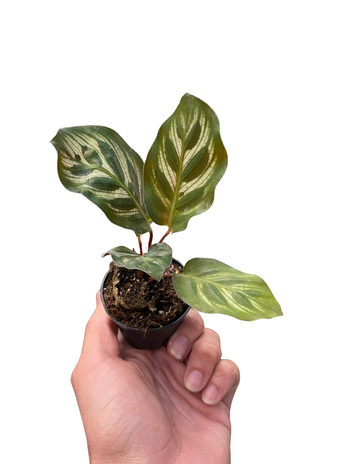 Calathea 'Makoyana' — Pot Options