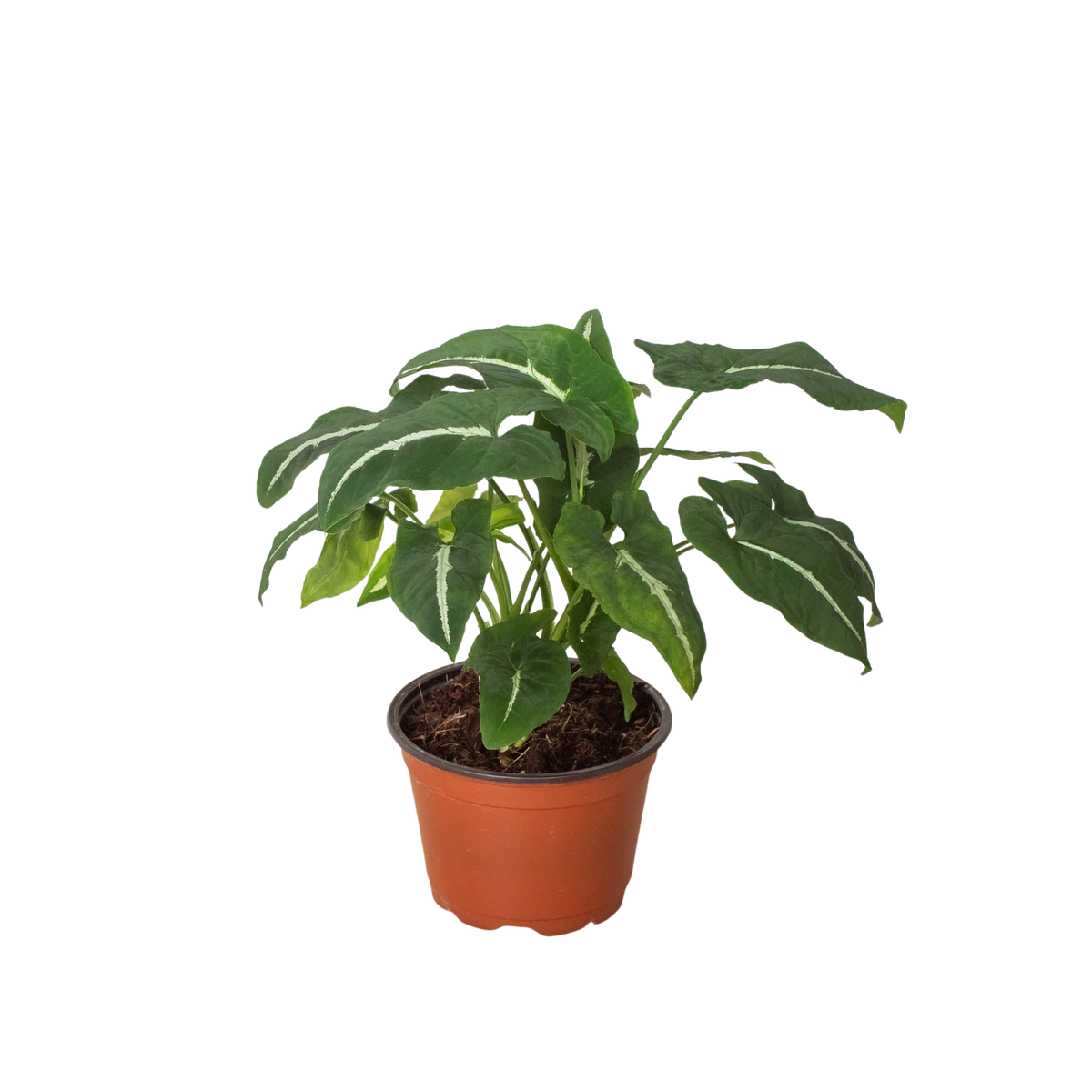 Syngonium wendlandii 'Black Velvet' — Pot Options
