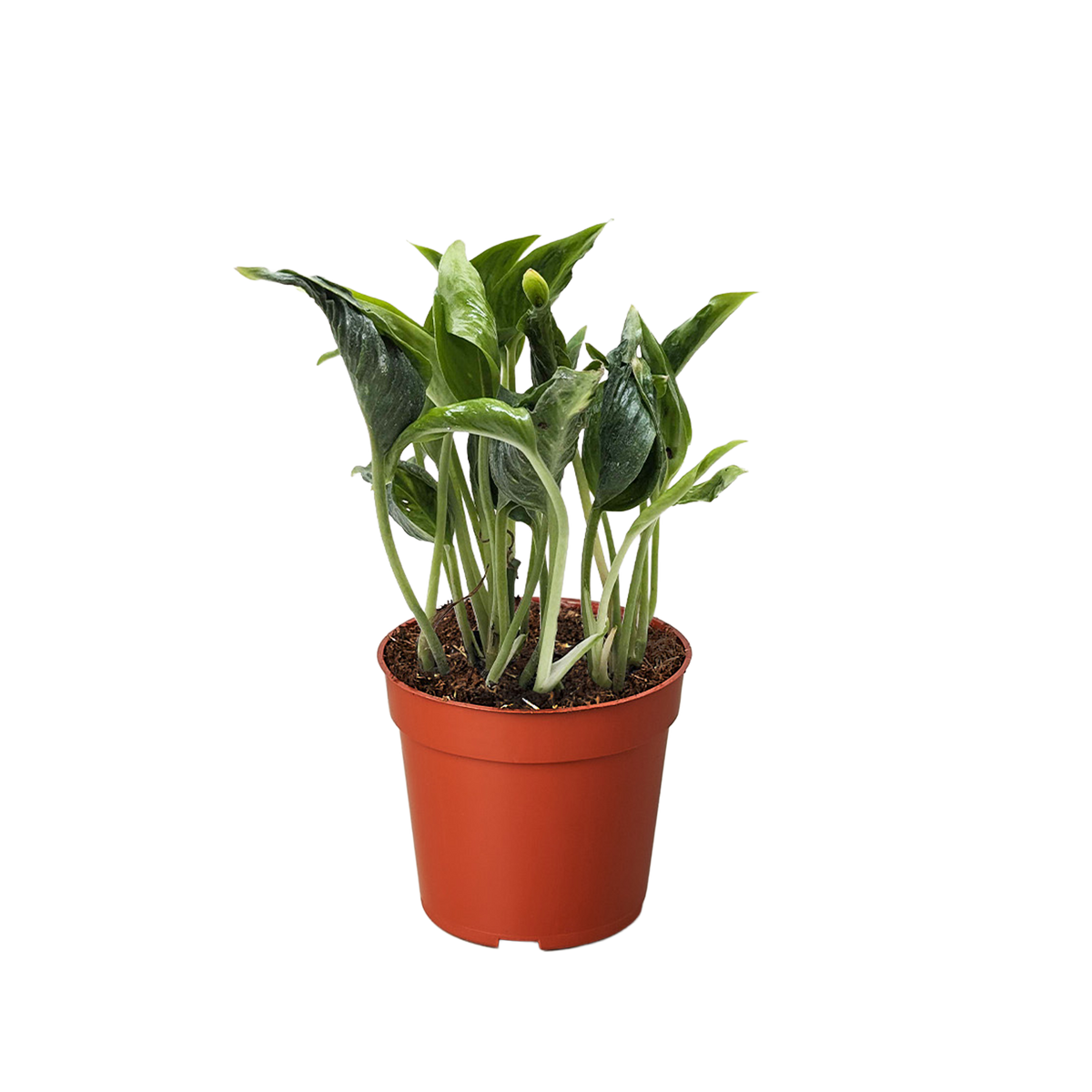 Pothos 'Shangri La'