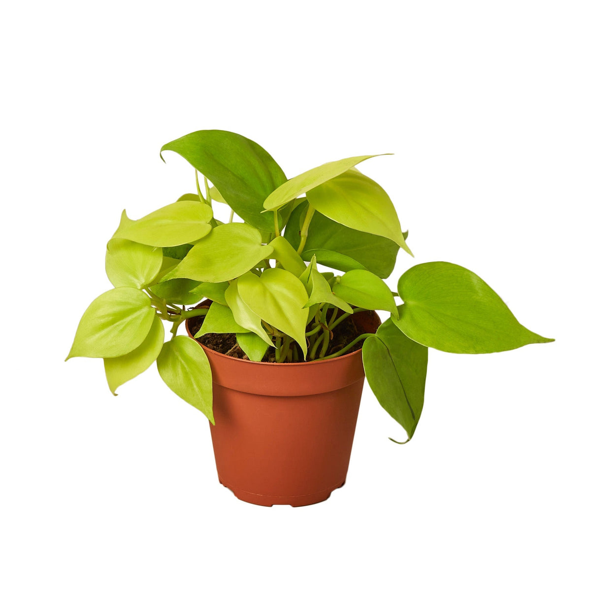 Philodendron ‘Neon’ in a 4-inch nursery pot
