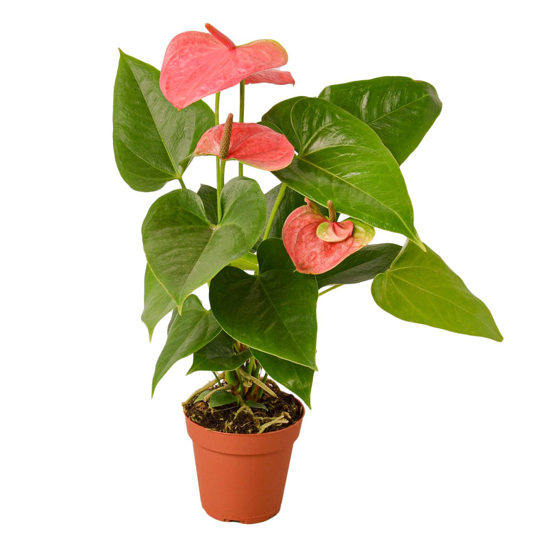 Anthurium 'Pink'. Plant reference photograph; appearance varies.