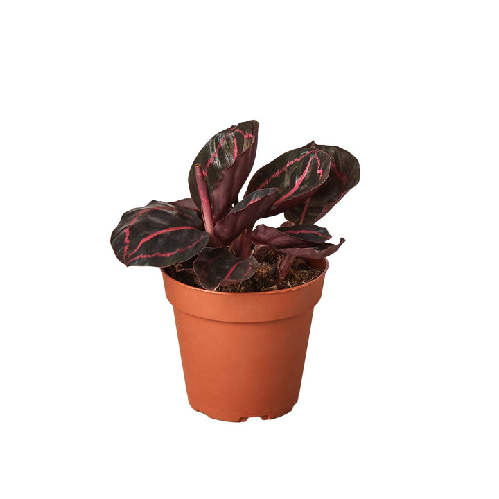 Calathea ‘Dottie’ in a 4-inch nursery pot