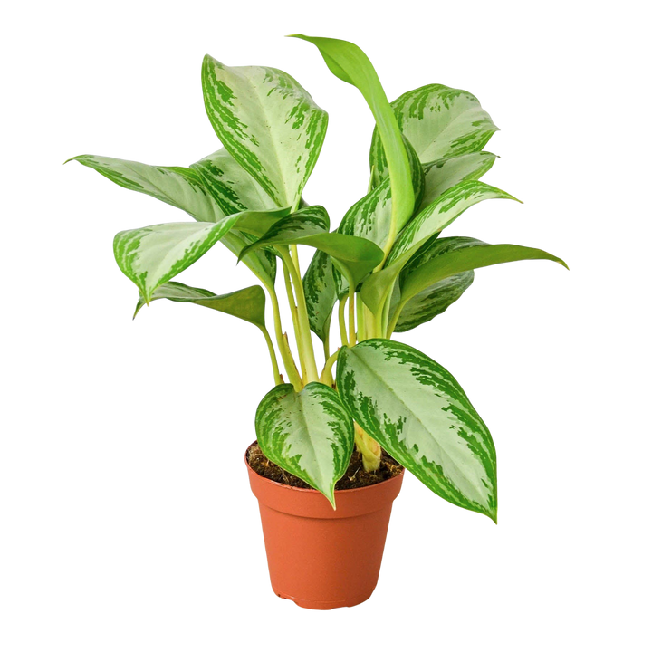 Chinese Evergreen 'Silver Bay' — Pot Options