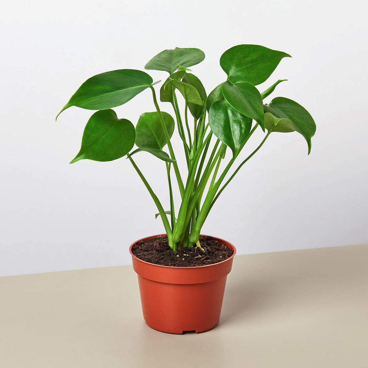 Monstera + Rhaphidophora Trio