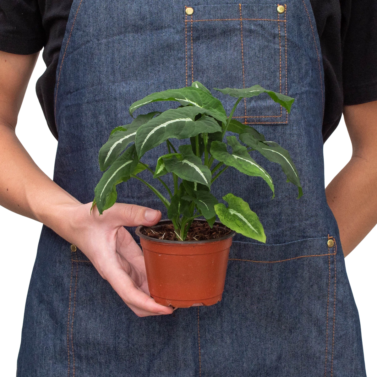 Syngonium wendlandii 'Black Velvet' — Pot Options
