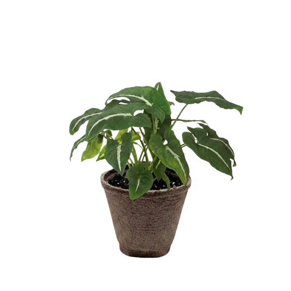 Syngonium wendlandii 'Black Velvet' — Pot Options
