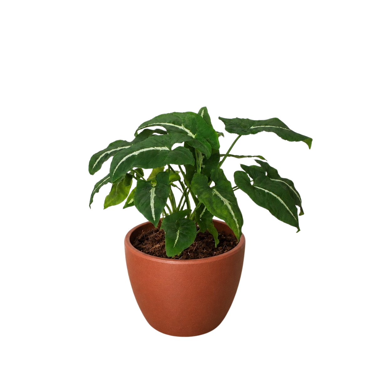 Syngonium wendlandii 'Black Velvet' — Pot Options