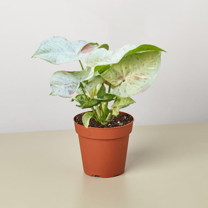 Syngonium 'Milk Confetti'. Plant reference photograph; appearance varies.