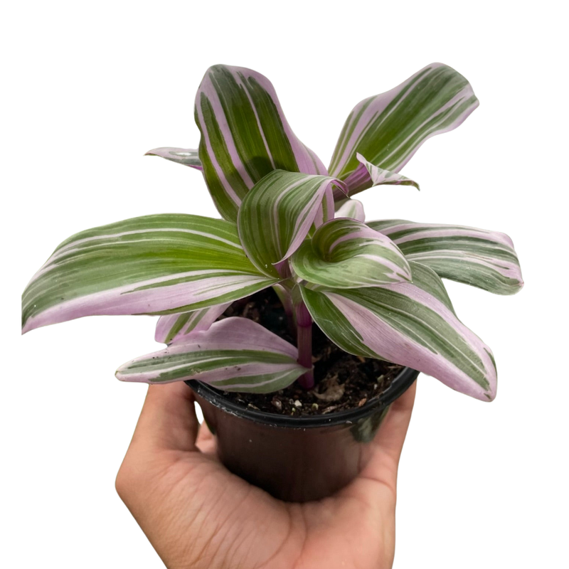 Tradescantia 'Nanouk'. Plant reference photograph; appearance varies.