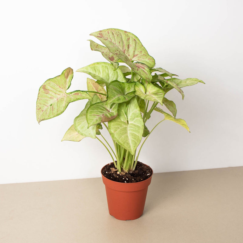 Syngonium 'Confetti'. Plant reference photograph; appearance varies.