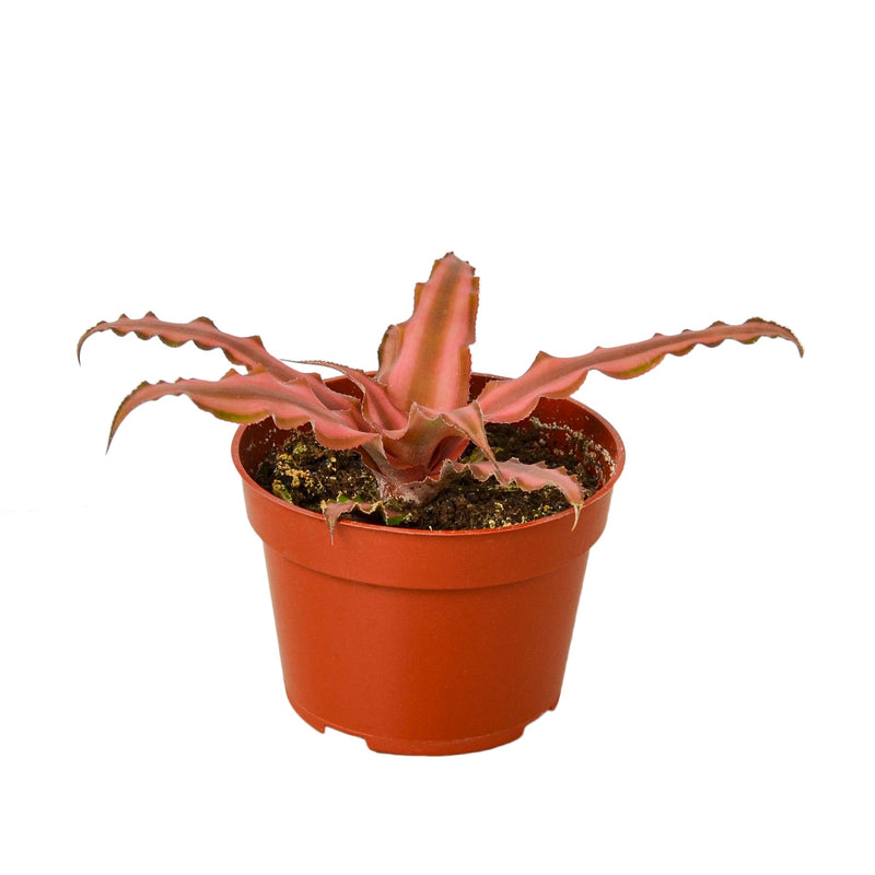 Cryptanthus 'Pink Star' - 4" Pot. Plant reference photograph; appearance varies.