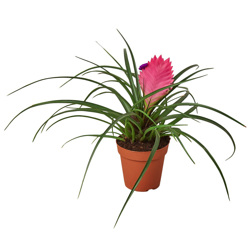 Bromeliad Cyanea 'Pink Quill'. Plant reference photograph; appearance varies.