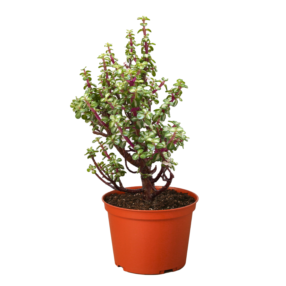 Bonsai Jade Dwarf Rainbow