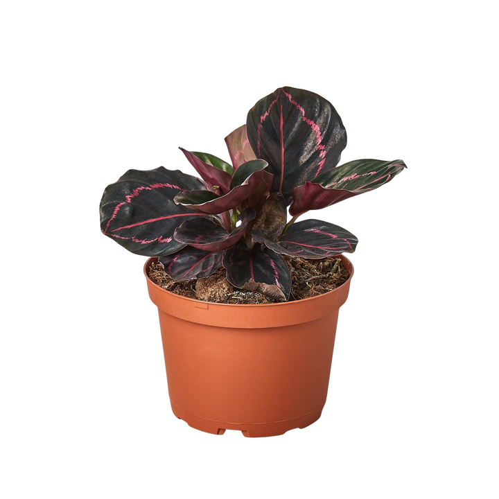 Calathea 'Dottie' — Pot Options