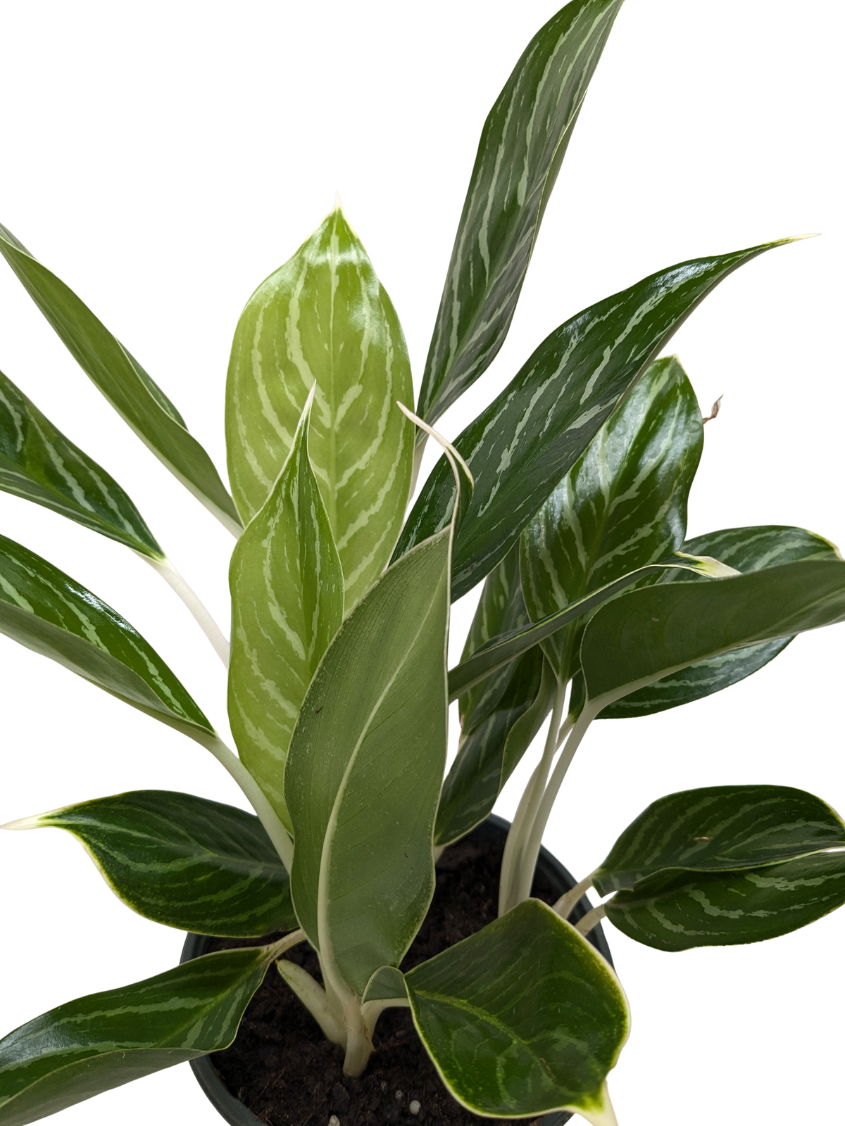 Chinese Evergreen 'Snow Cap'