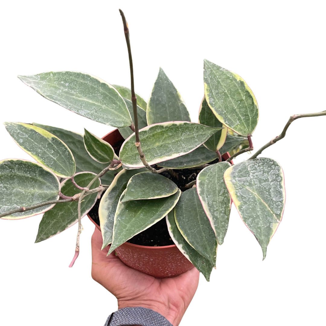 Hoya Macrophylla Variegated