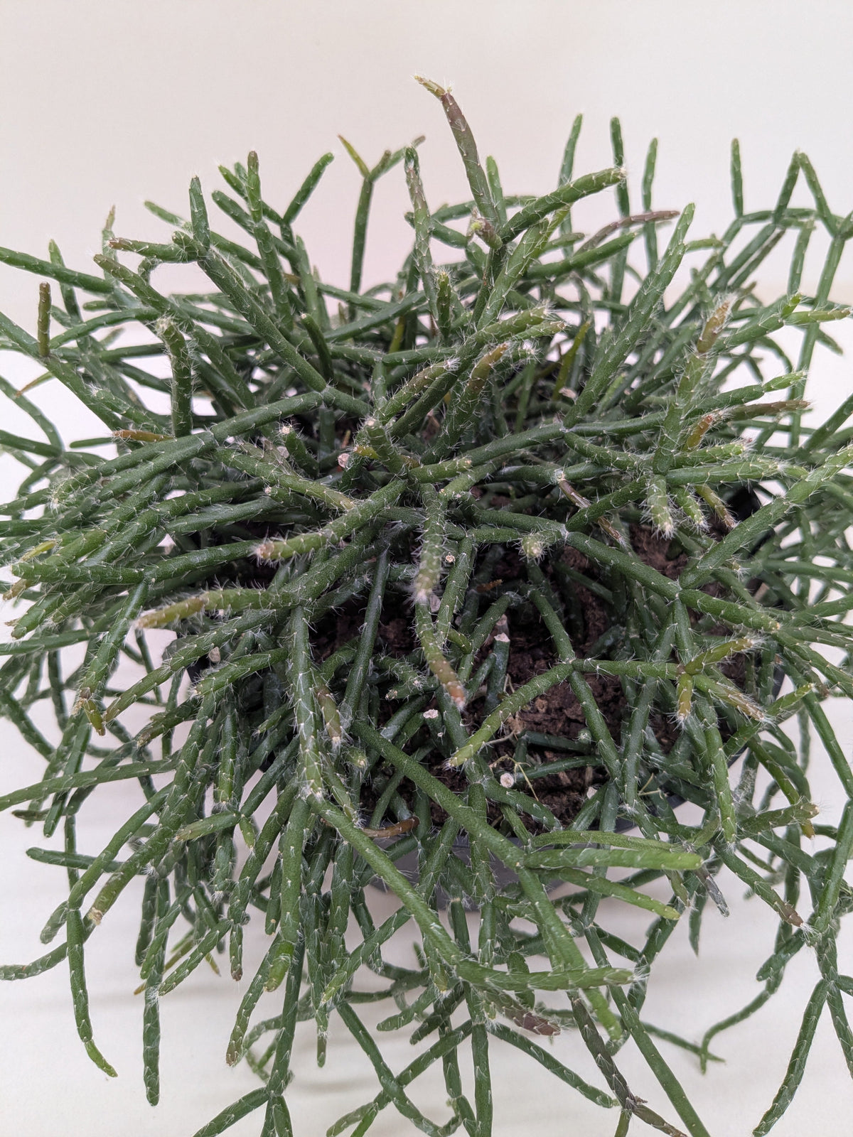 Succulent Cactus 'Mistletoe'