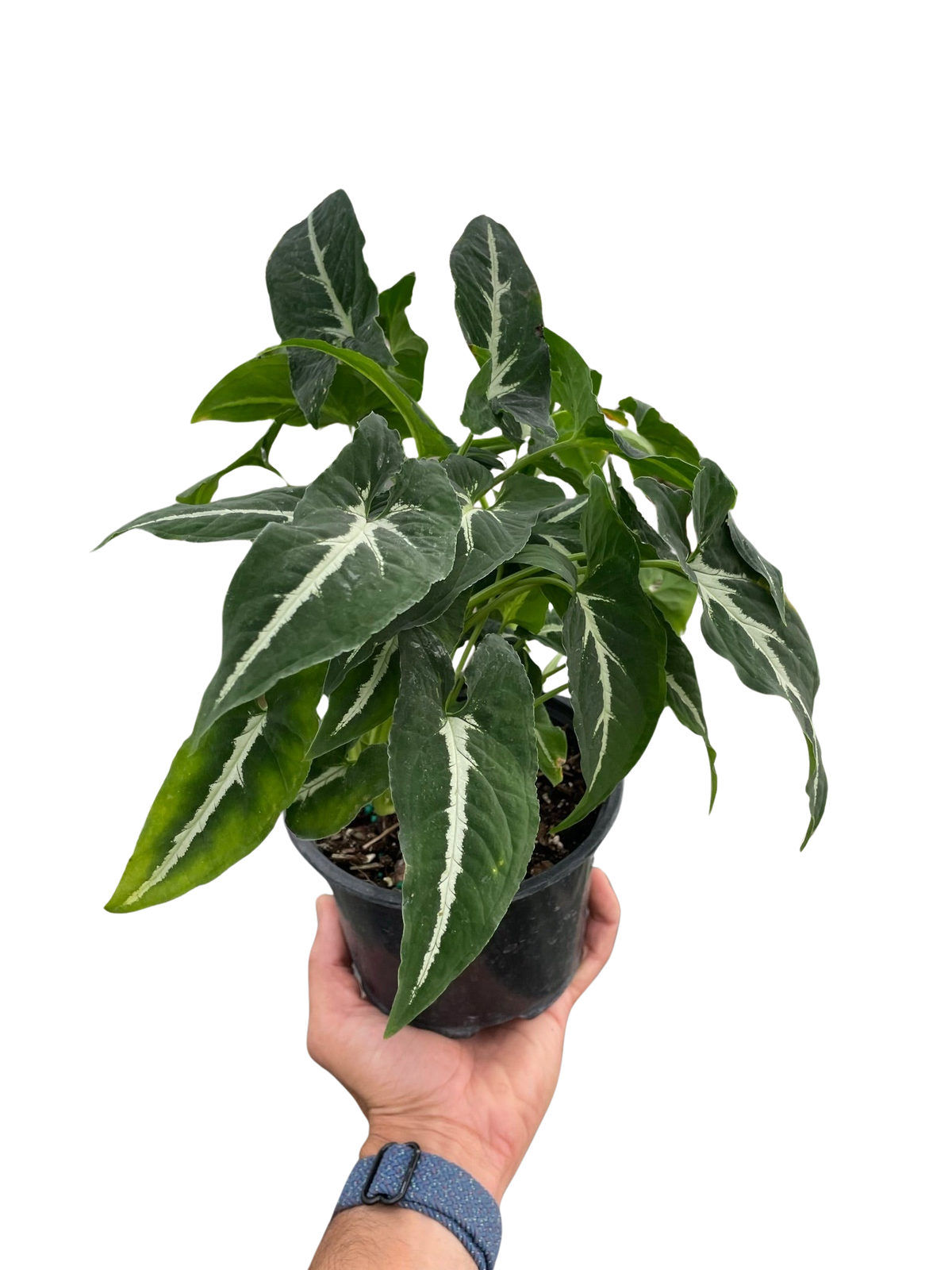 Syngonium wendlandii 'Black Velvet' — Pot Options