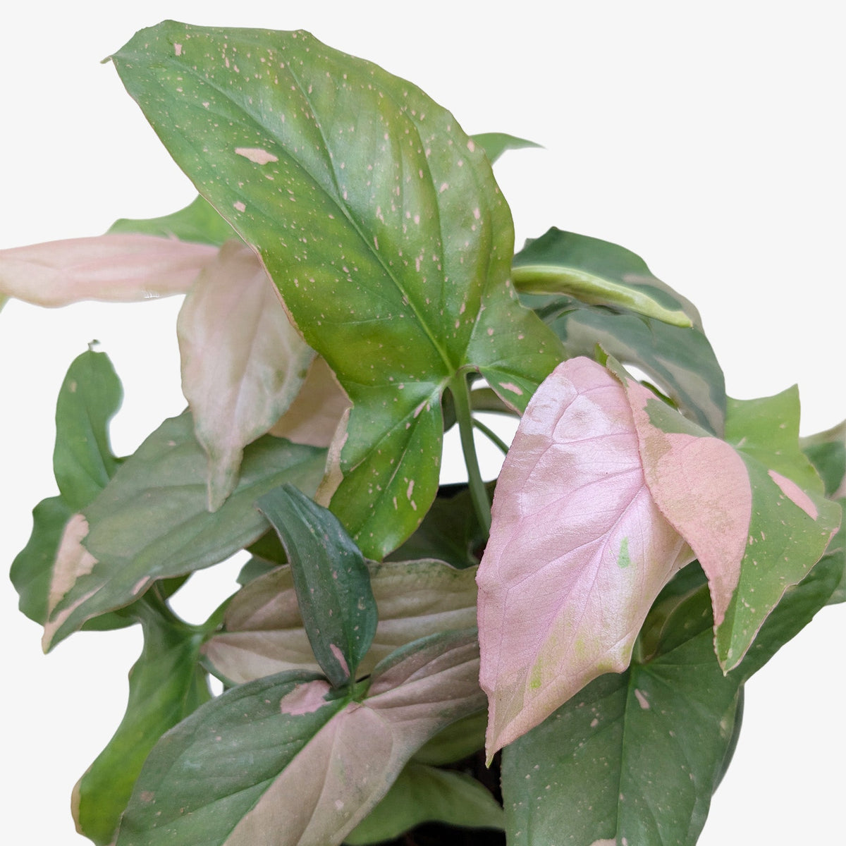 Syngonium 'Pink Splash' - 4" Pot