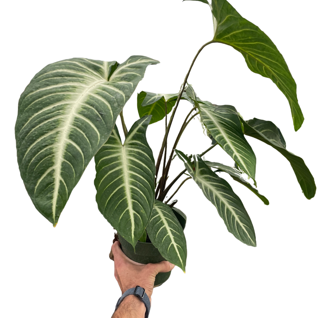 Xanthosoma 'Lindenii'