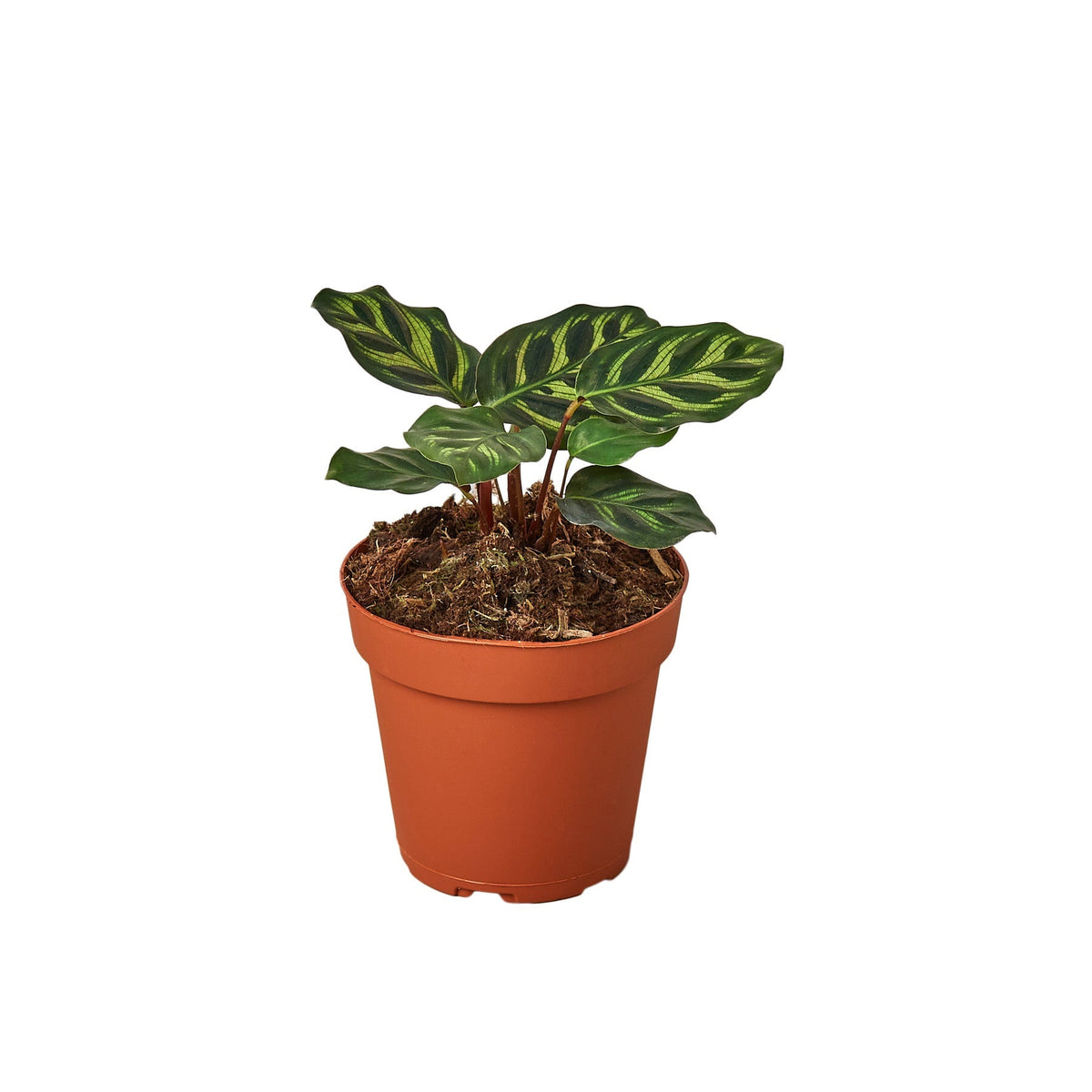 Calathea ‘Makoyana’ in a 4-inch nursery pot