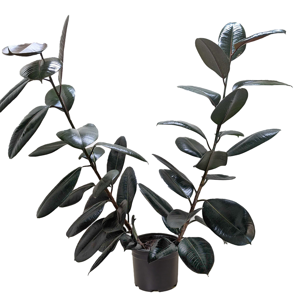 Ficus Elastica 'Burgundy'