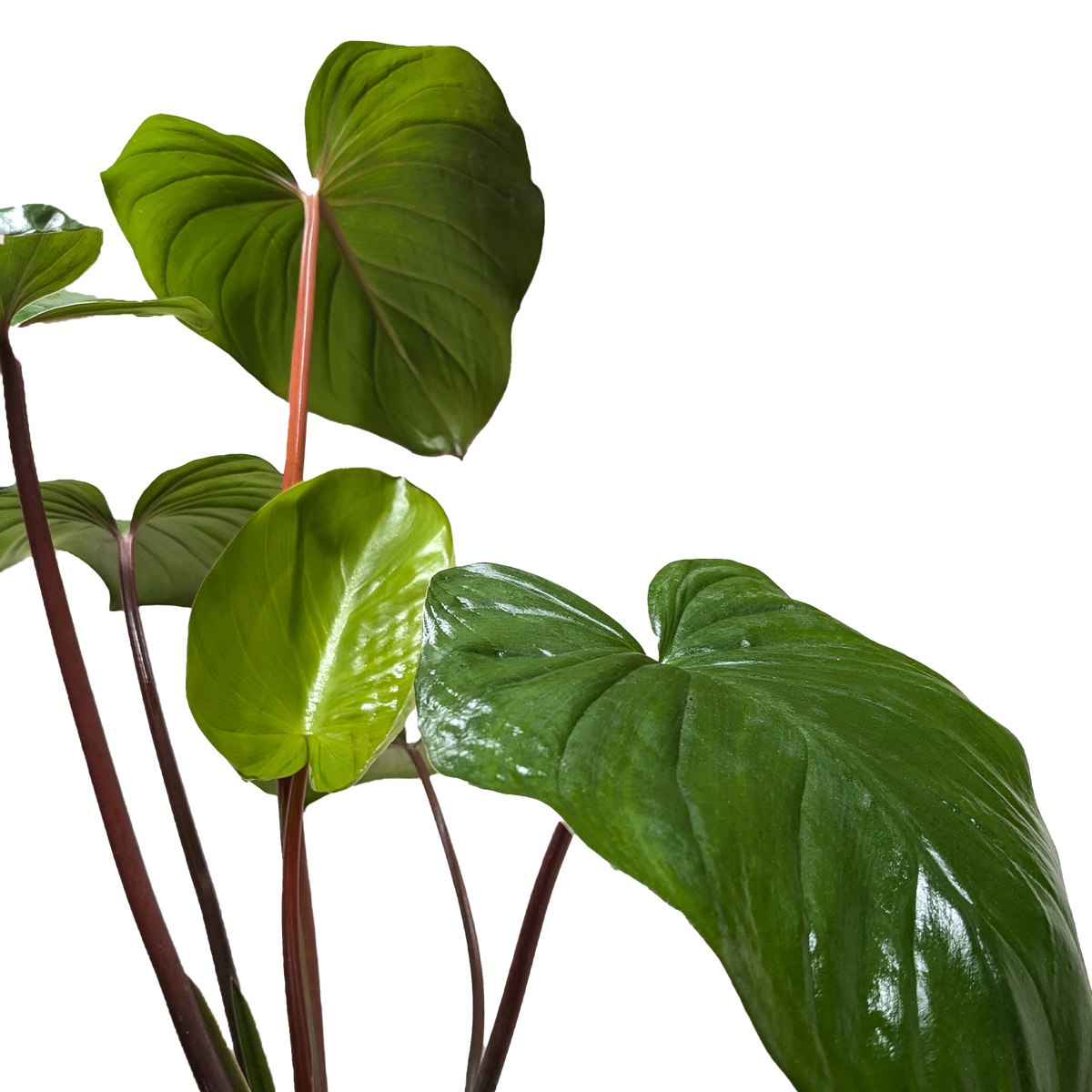 Homalomena 'Emerald Gem'