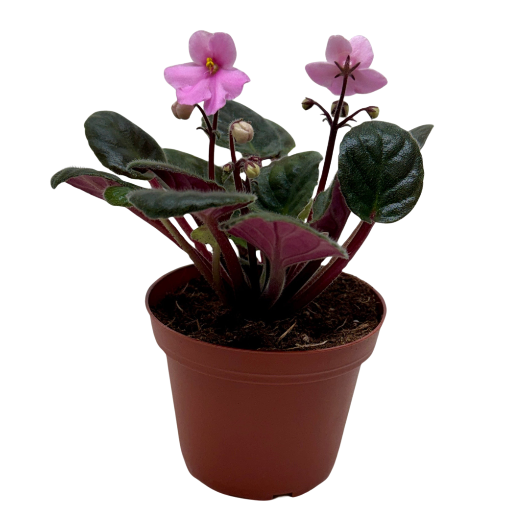 African Violet 'Pink'