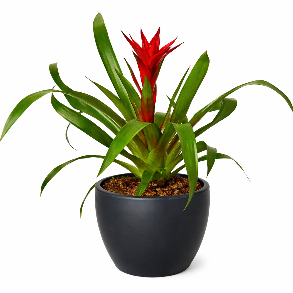 Guzmania Bromeliad 'Red'