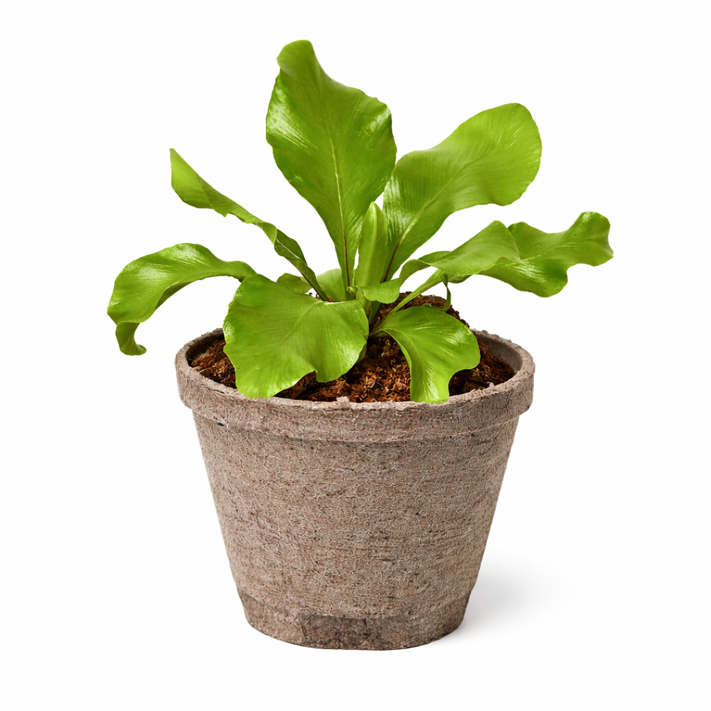 Bird's Nest 'Nidus' Fern
