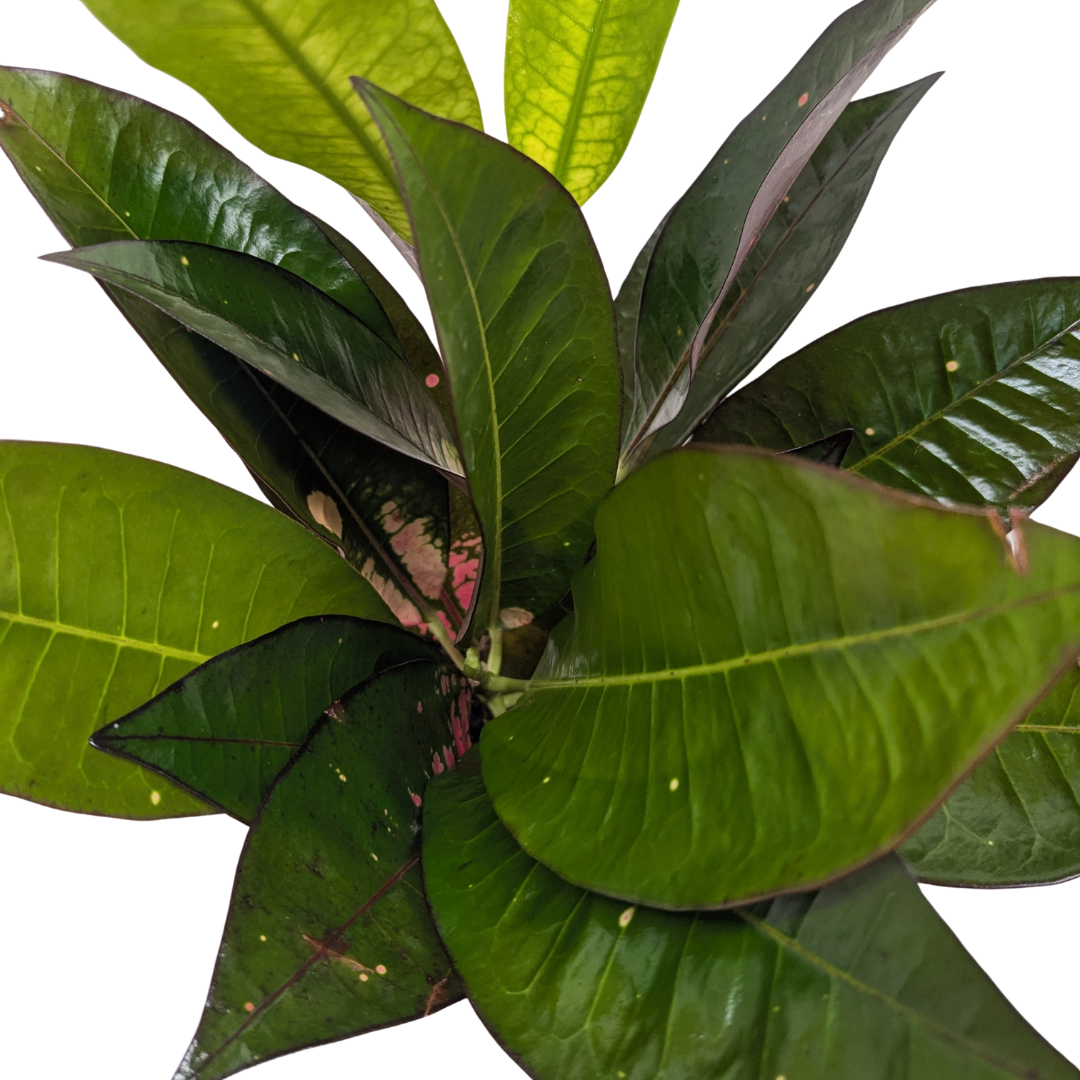 Croton 'Iceton'