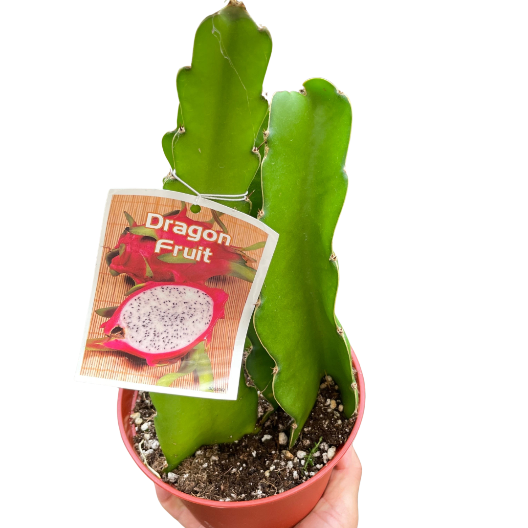 Dragon Fruit