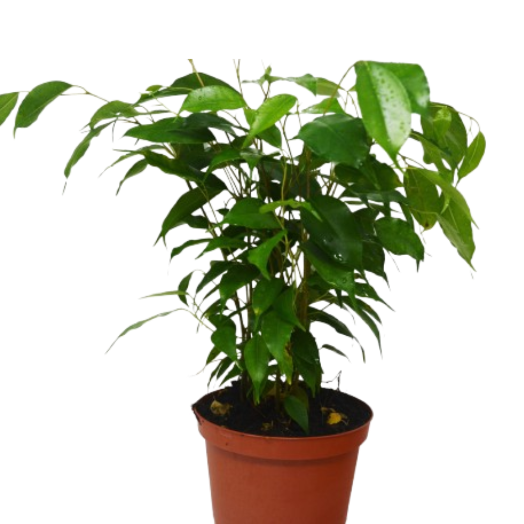 Ficus 'Benjamina' - 6" Pot