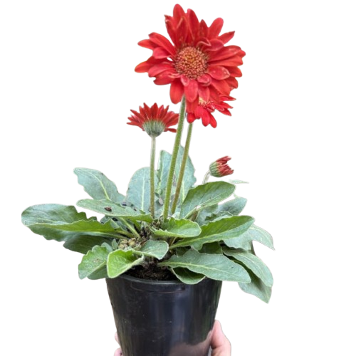 Gerbera Sweet Love Red