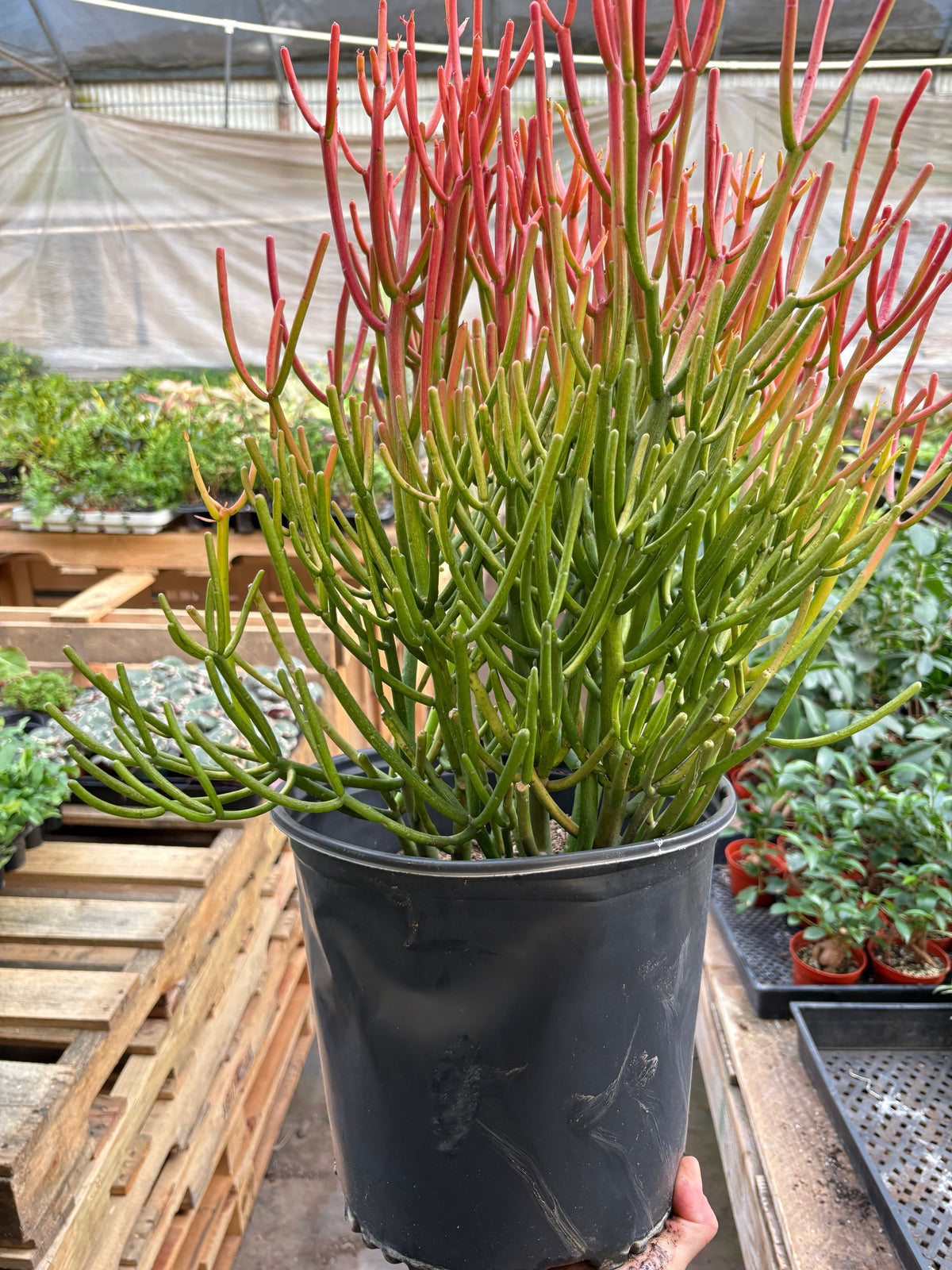 Succulent Euphorbia 'Fire Sticks'