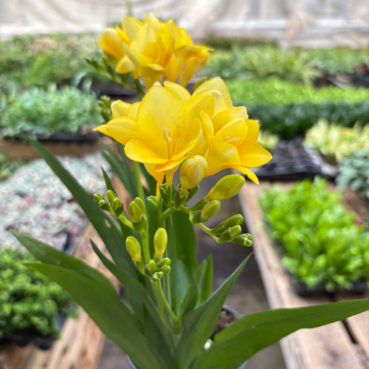 Freesia 'Yellow'