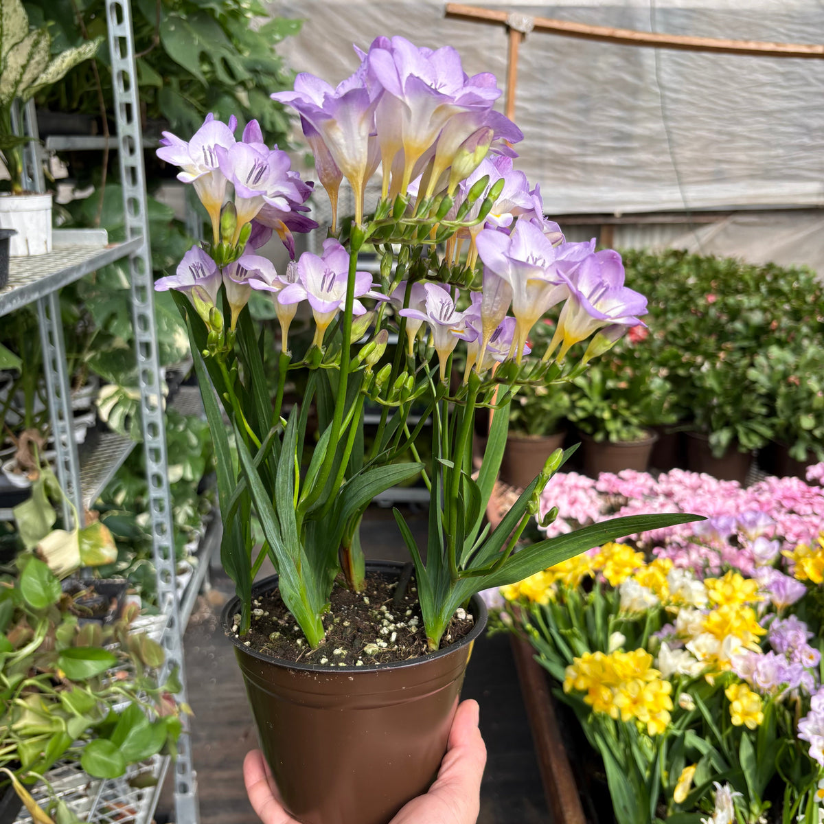 Freesia 'Purple'