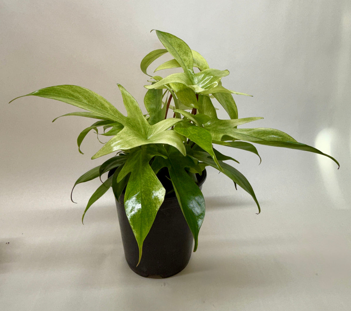 Philodendron 'Florida Ghost'