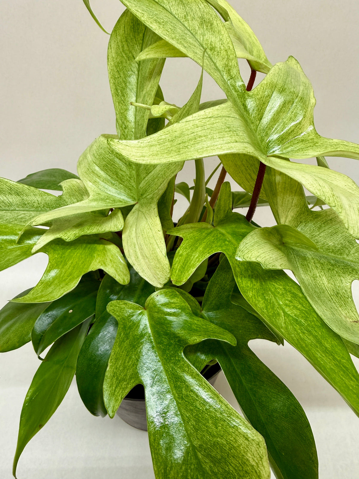Philodendron 'Florida Ghost'