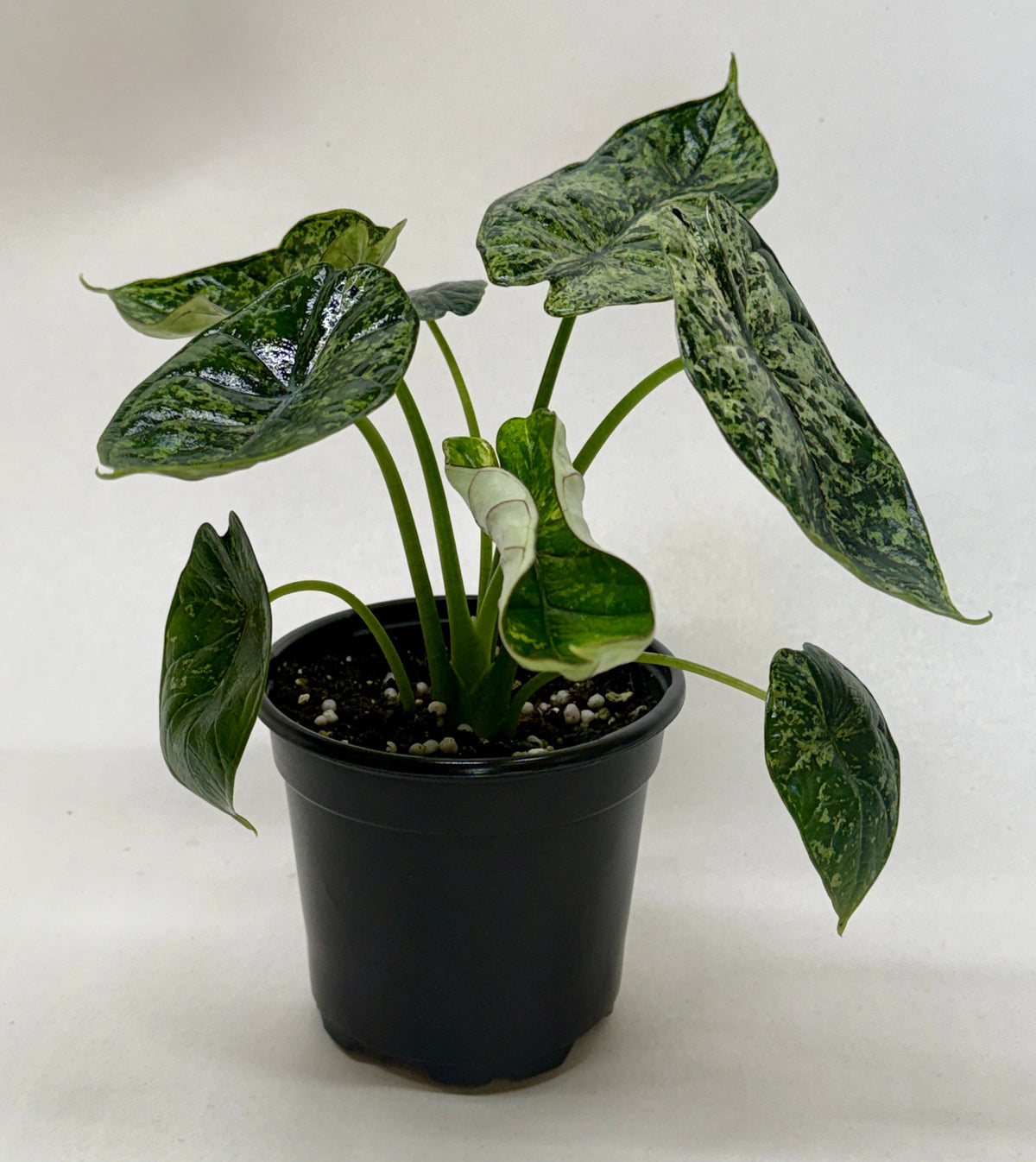 Alocasia 'Dragon Scale Mint'