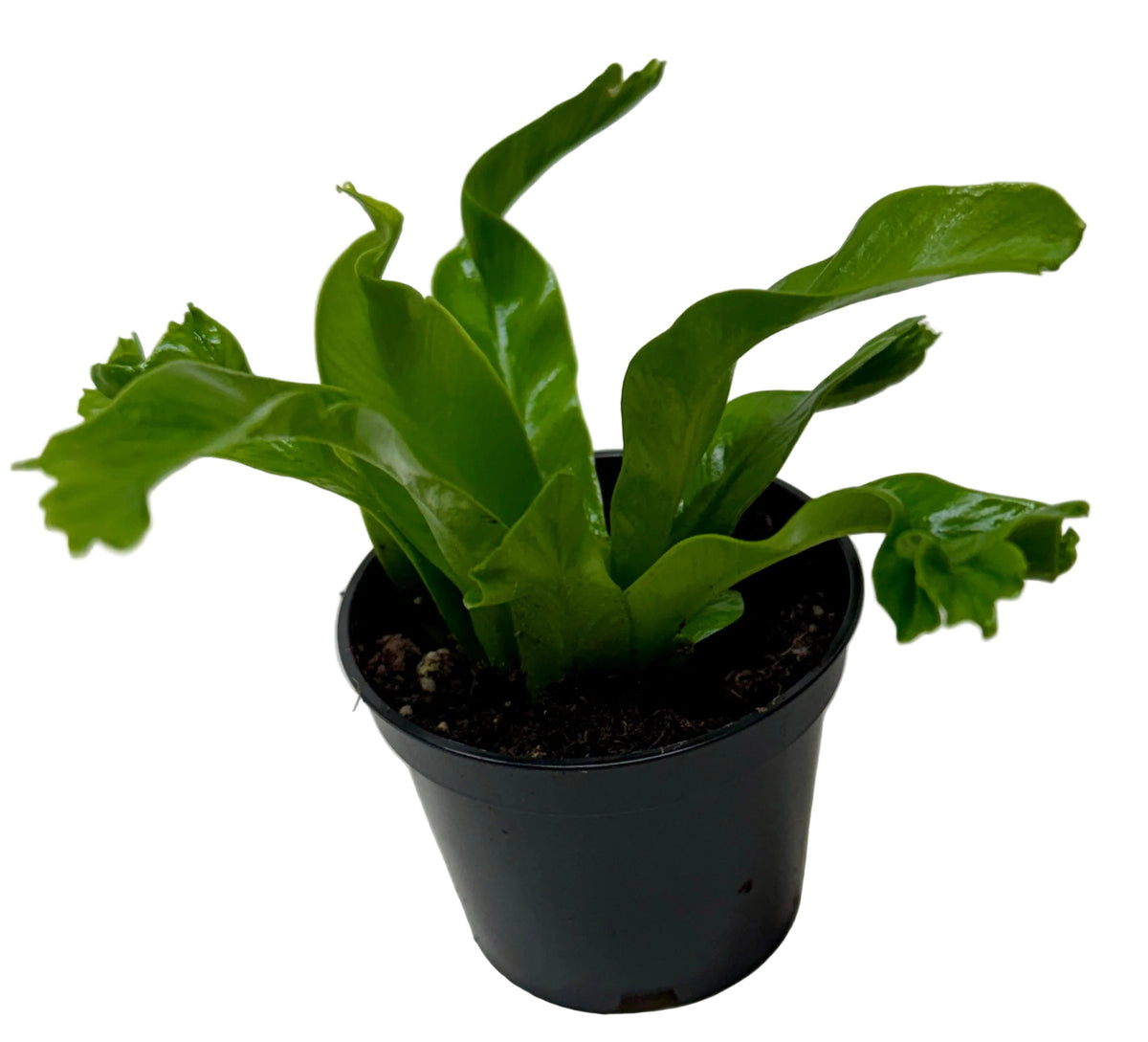 Bird's Nest 'Leslie' Fern